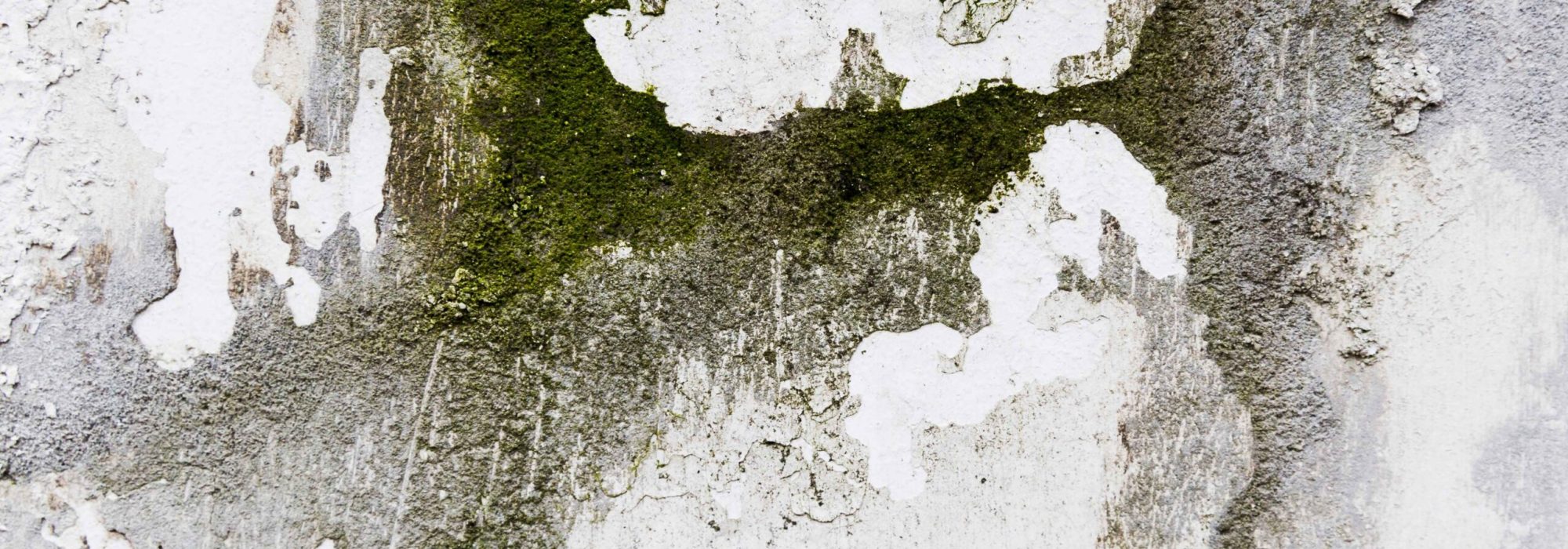 moss-rough-cement-surface